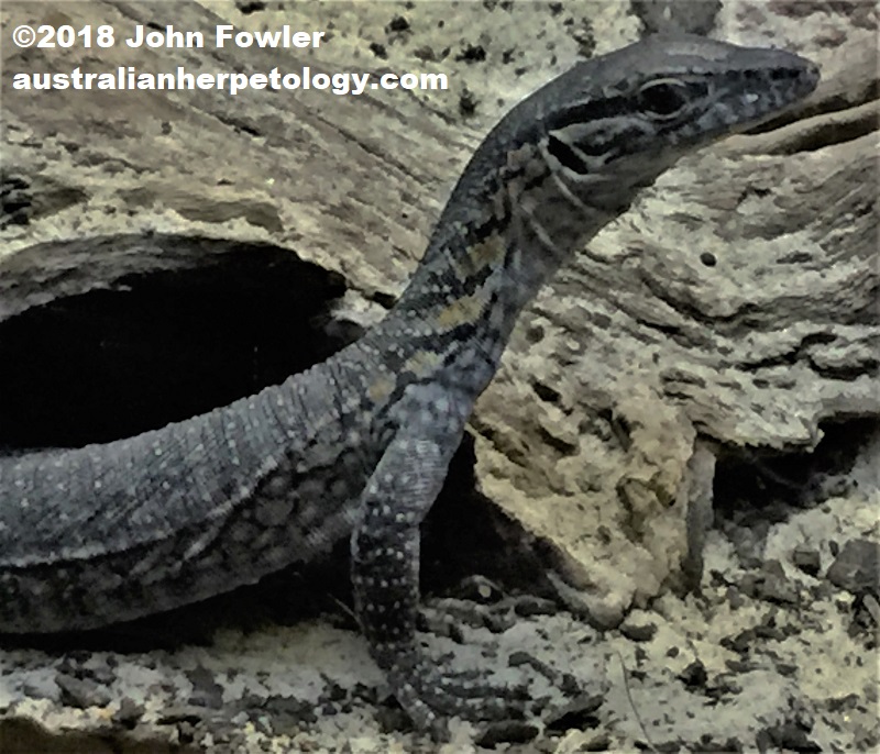 Rosenberg's/Heath Monitor Varanus rosenbergi